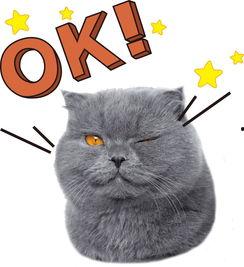 娱乐吃瓜猫原声,揭秘娱乐圈幕后故事