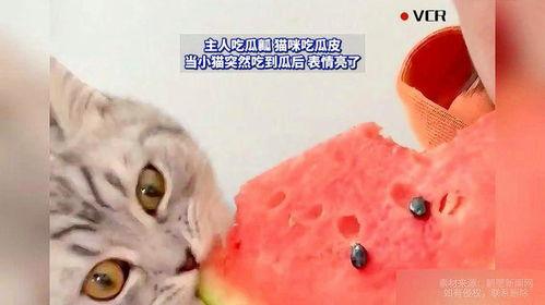 娱乐吃瓜猫原声,揭秘娱乐圈幕后故事