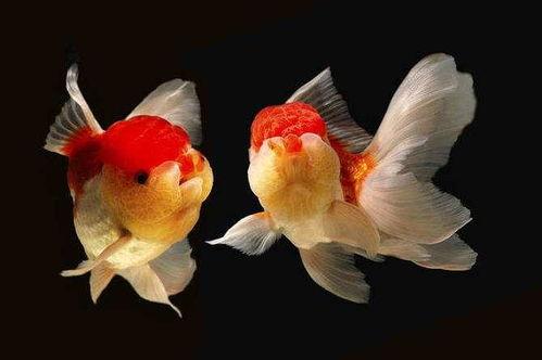 娱乐718吃瓜张金鱼,张金鱼吃瓜背后的故事