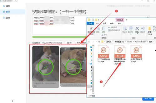 吃瓜娱乐素材视频无水印