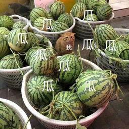 吃瓜娱乐怎么做